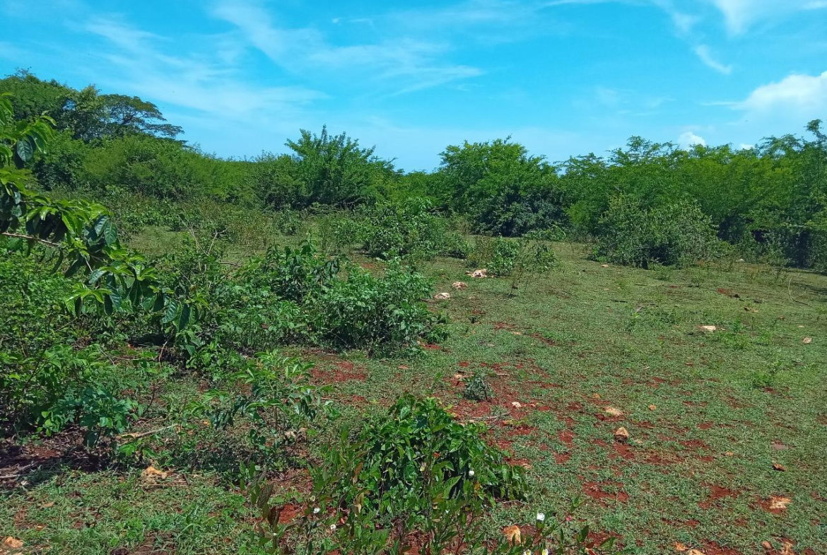 Fifth image of Old Hope Road in OLD HOPE PEN, Westmoreland, Jamaica - property is For Sale