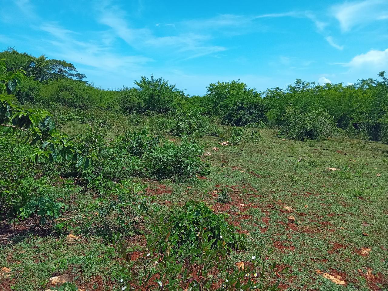 Fifth image of Old Hope Road in OLD HOPE PEN, Westmoreland, Jamaica - property is For Sale