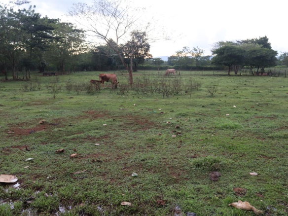 First image of Elim in Braes River, St. Elizabeth, Jamaica - property is For Sale