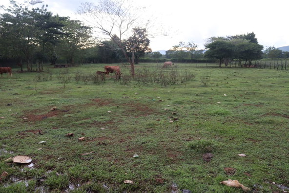 First image of Elim in Braes River, St. Elizabeth, Jamaica - property is For Sale