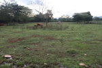 First image of Elim in Braes River, St. Elizabeth, Jamaica - property is For Sale