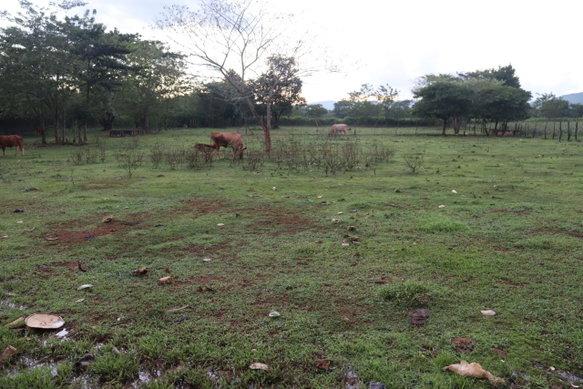 First image of Elim in Braes River, St. Elizabeth, Jamaica - property is For Sale