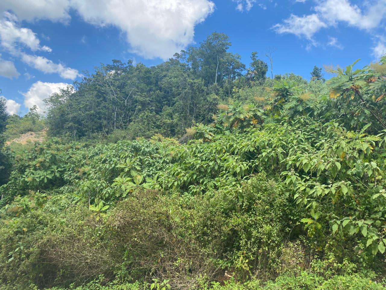 Seventh image of Lot-15 Part of Old Burn Hill Roc in Kingston 19, St. Andrew, Jamaica - property is For Sale