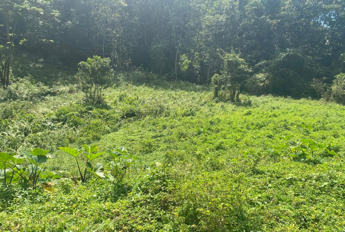 Eighth image of Lot-15 Part of Old Burn Hill Roc in Kingston 19, St. Andrew, Jamaica - property is For Sale