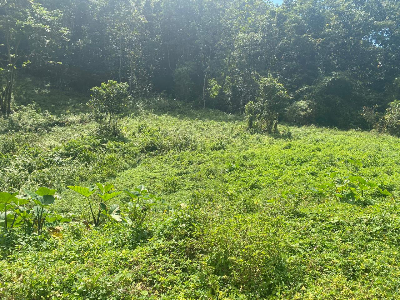Eighth image of Lot-15 Part of Old Burn Hill Roc in Kingston 19, St. Andrew, Jamaica - property is For Sale