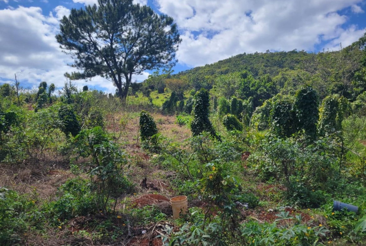 Eleventh image of Red Bank in Hat Field, Manchester, Jamaica - property is For Sale