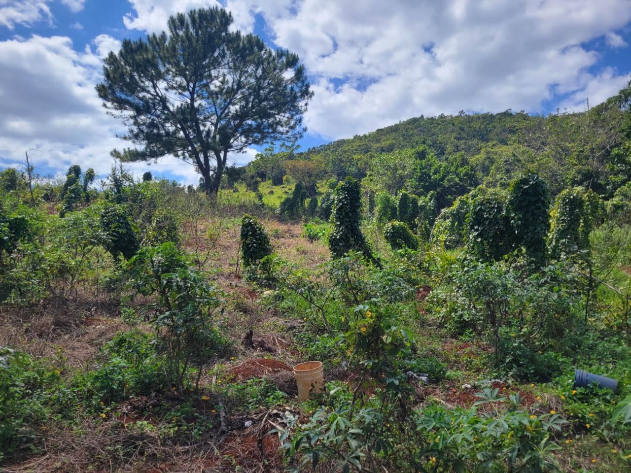 Eleventh image of Red Bank in Hat Field, Manchester, Jamaica - property is For Sale
