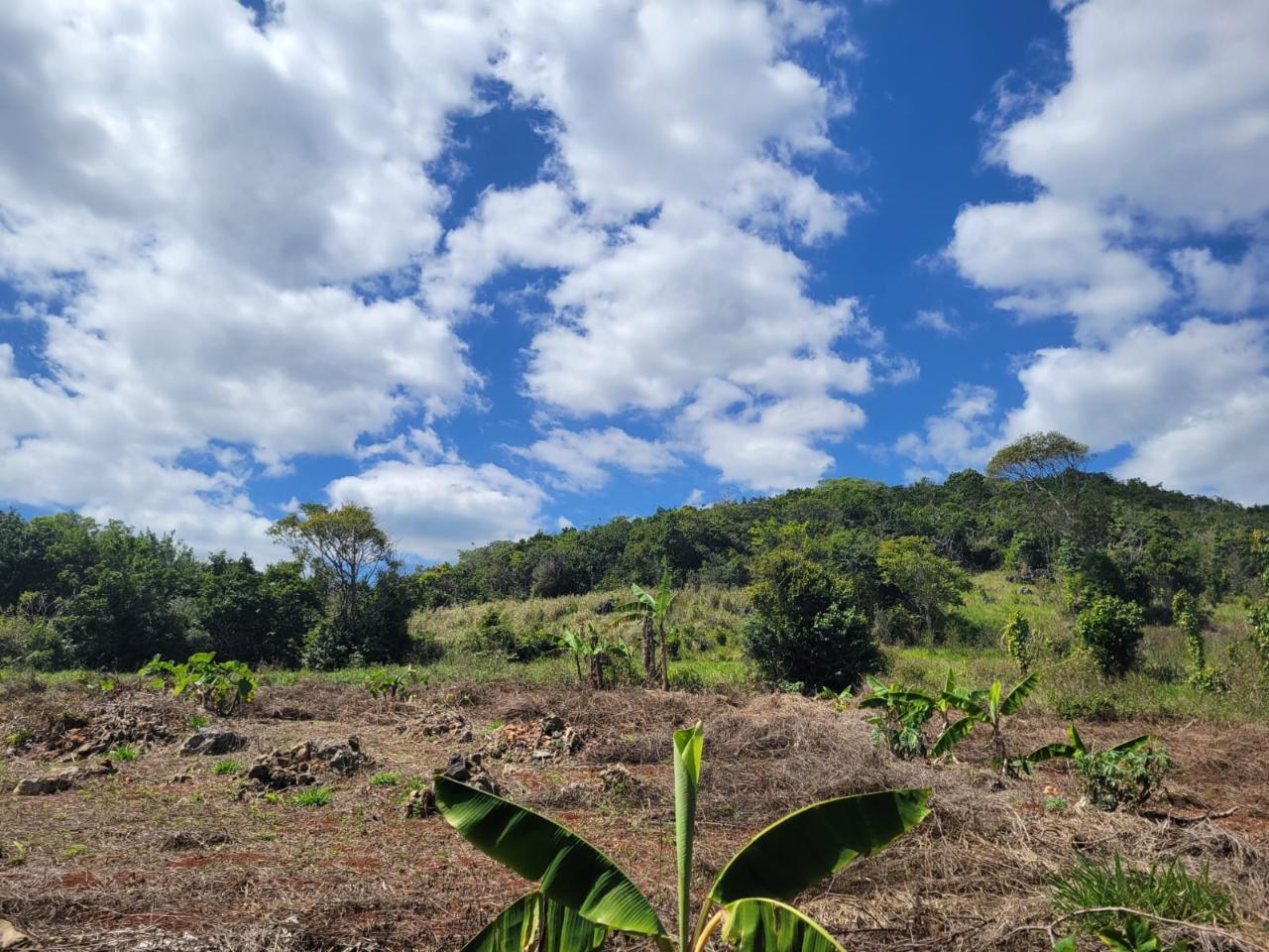 Eighth image of Red Bank in Hat Field, Manchester, Jamaica - property is For Sale