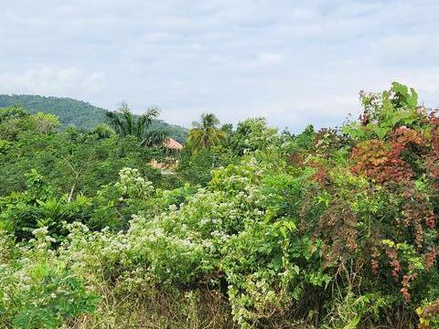 Second image of Breadnut Hill in Ocho Rios, St. Ann, Jamaica - property is For Sale