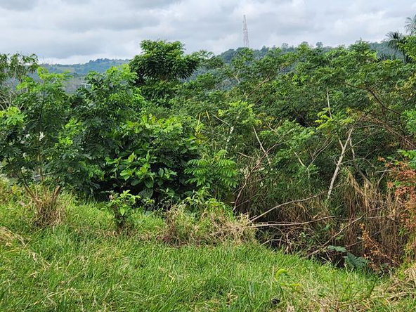 Ninth image of Breadnut Hill in Ocho Rios, St. Ann, Jamaica - property is For Sale