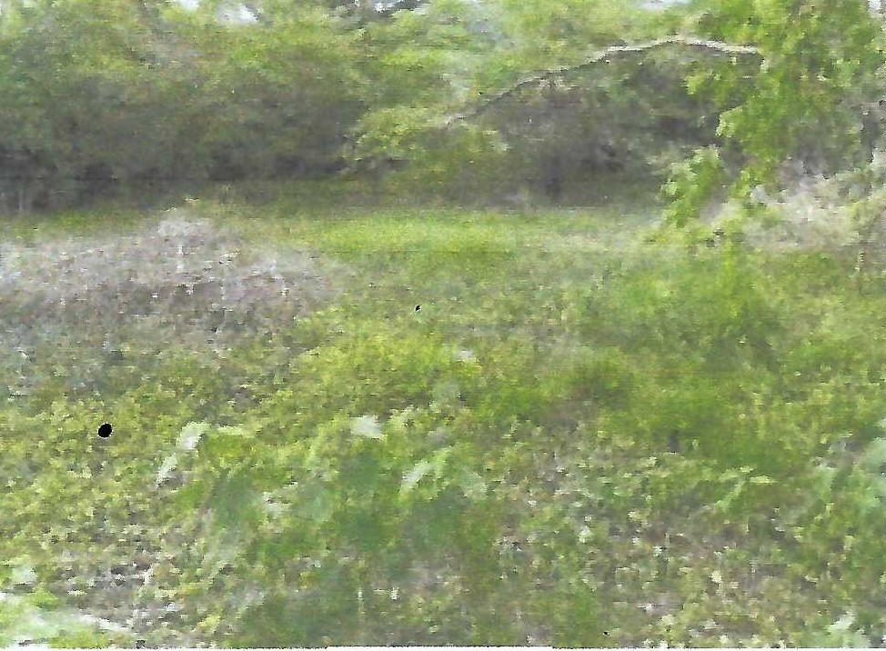 Fourth image of Land Part of Gimme me Bit in Gimme Me Bit, Clarendon, Jamaica - property is For Sale