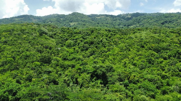 Sixth image of Lot # 12 Bluefields, Westmoreland in Bluefields, Westmoreland, Jamaica - property is For Sale