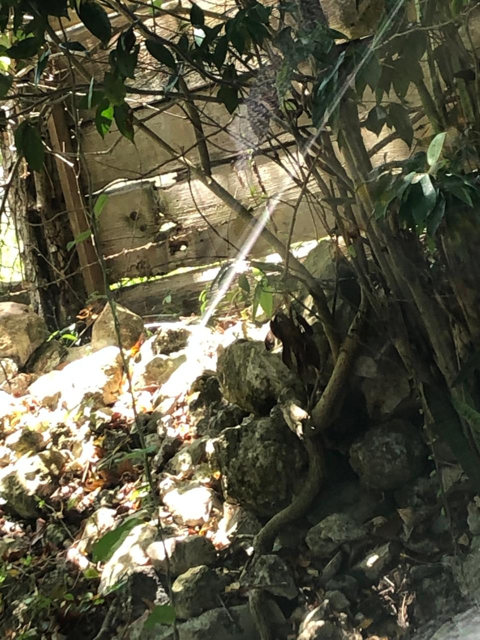 Eighth image of Lot # 12 Bluefields, Westmoreland in Bluefields, Westmoreland, Jamaica - property is For Sale