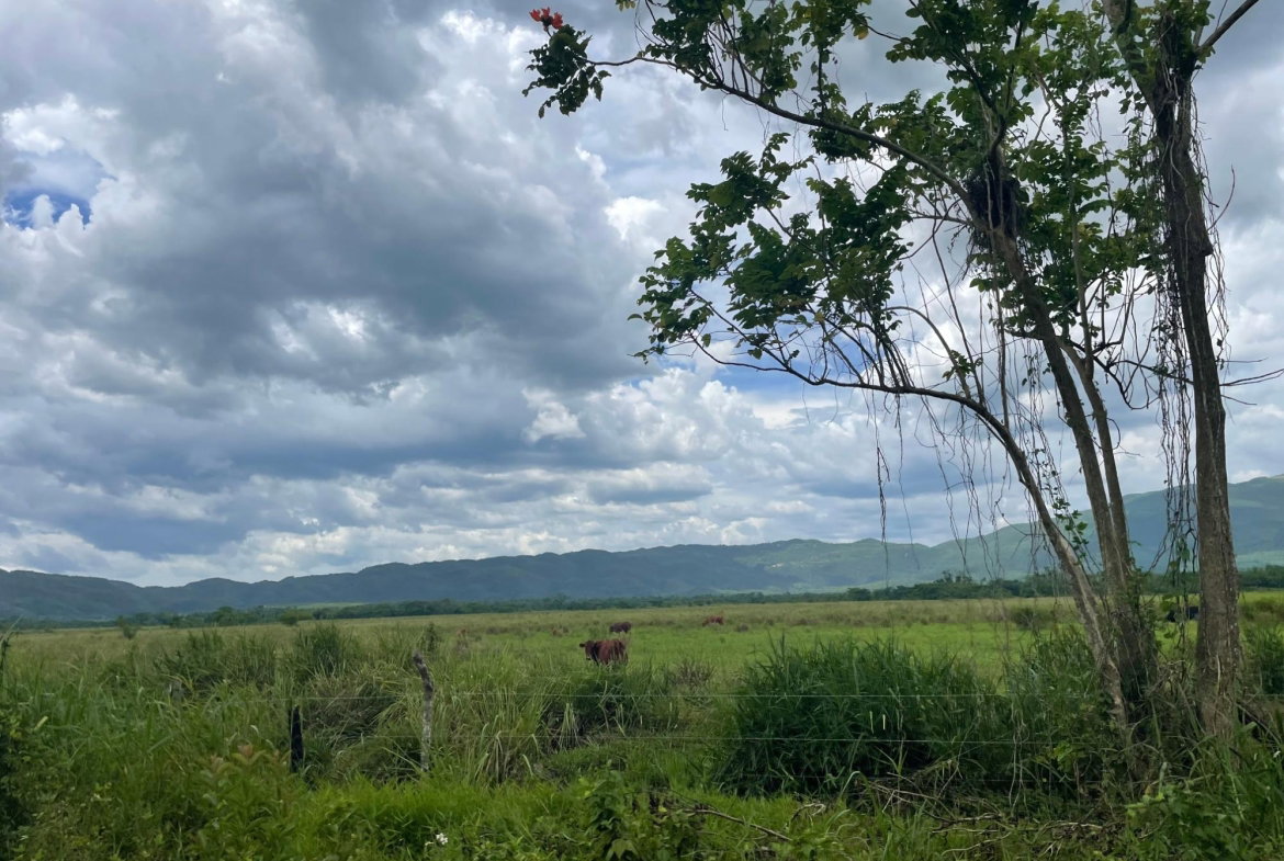 First image of Bogue, St. Elizabeth in Bogue, St. Elizabeth, Jamaica - property is For Sale