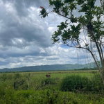 First image of Bogue, St. Elizabeth in Bogue, St. Elizabeth, Jamaica - property is For Sale