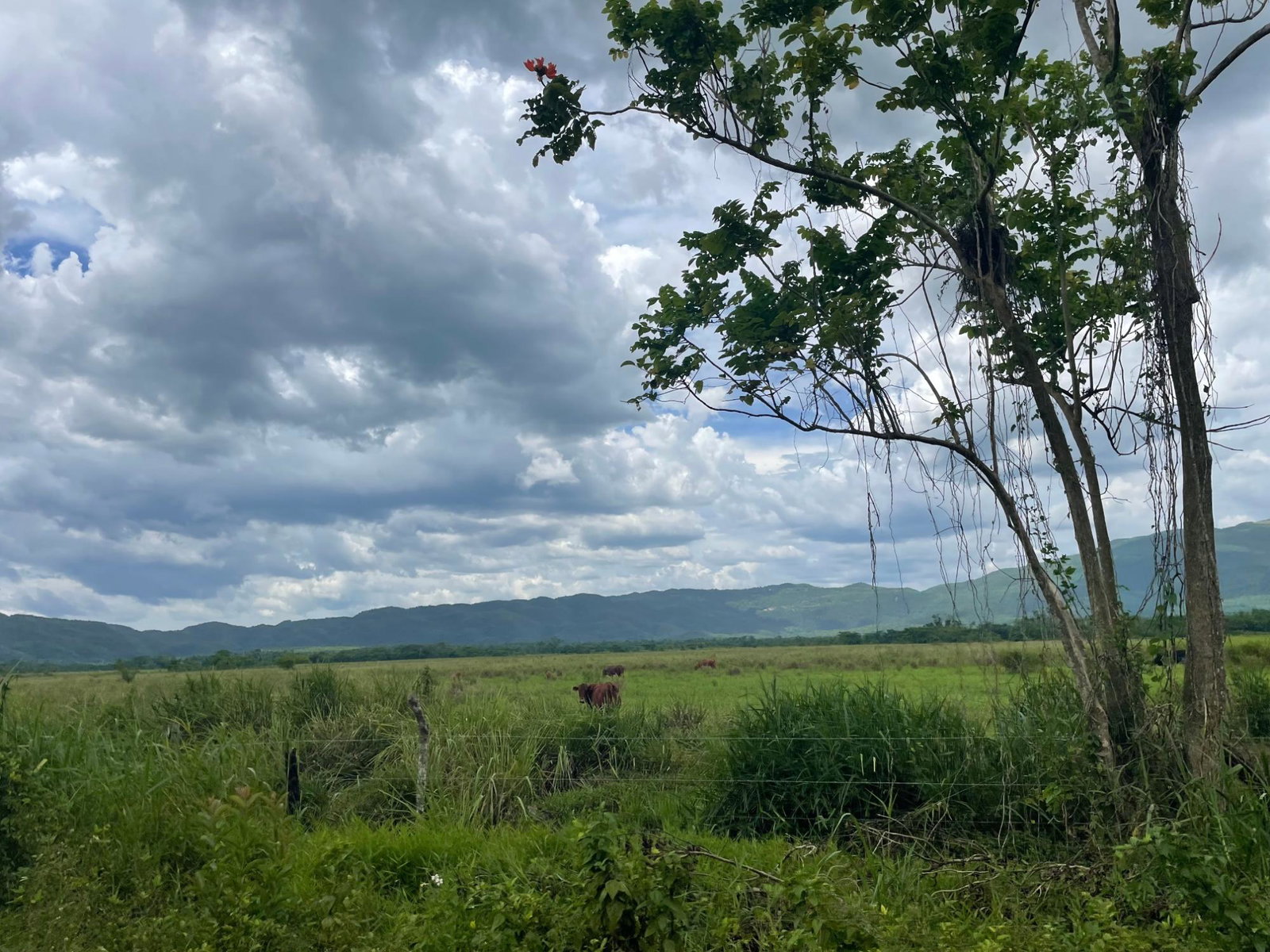 First image of Bogue, St. Elizabeth in Bogue, St. Elizabeth, Jamaica - property is For Sale