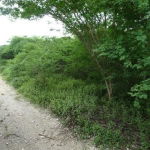 First image of 171 Creek Avenue in Hartlands, St. Catherine, Jamaica - property is For Sale