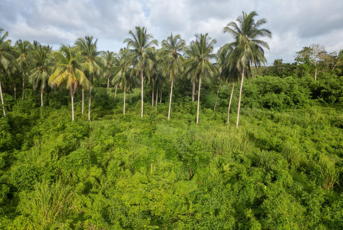 Eleventh image of 5 Pemberton Valley in Jacks River, St. Mary, Jamaica - property is For Sale