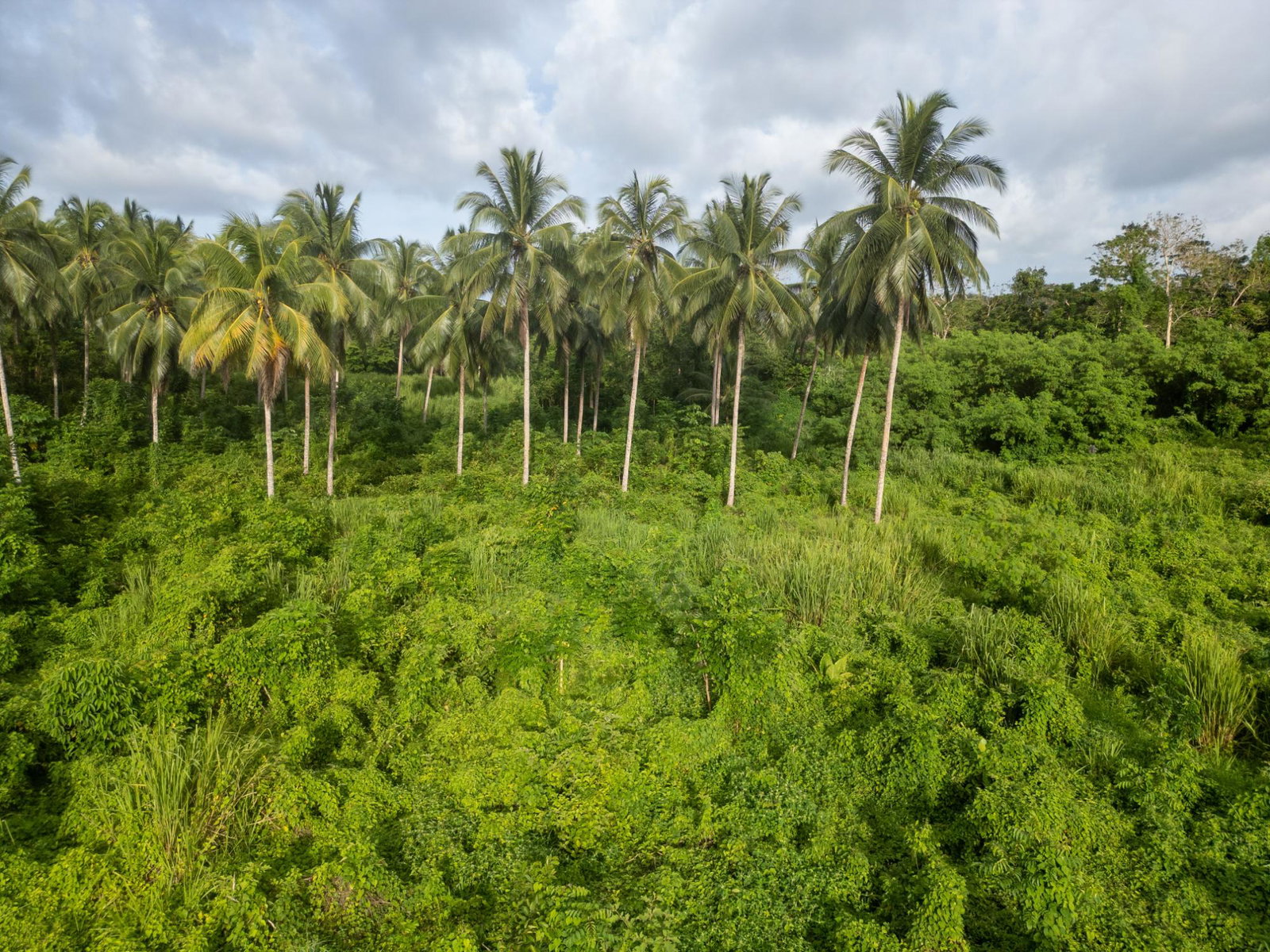 Eleventh image of 5 Pemberton Valley in Jacks River, St. Mary, Jamaica - property is For Sale