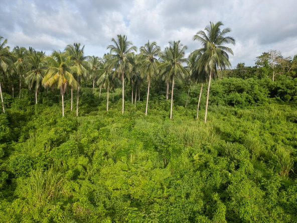 Eleventh image of 5 Pemberton Valley in Jacks River, St. Mary, Jamaica - property is For Sale