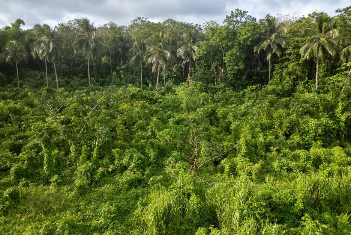 Third image of 5 Pemberton Valley in Jacks River, St. Mary, Jamaica - property is For Sale