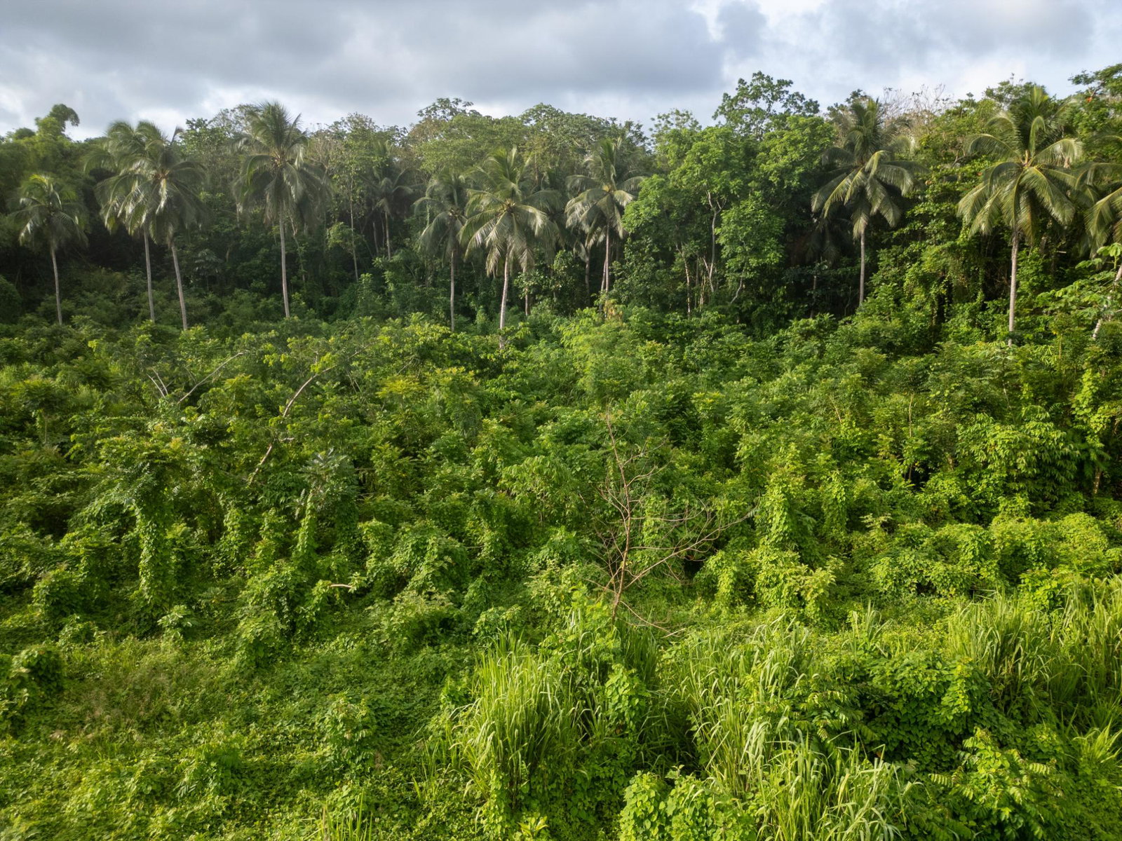Third image of 5 Pemberton Valley in Jacks River, St. Mary, Jamaica - property is For Sale