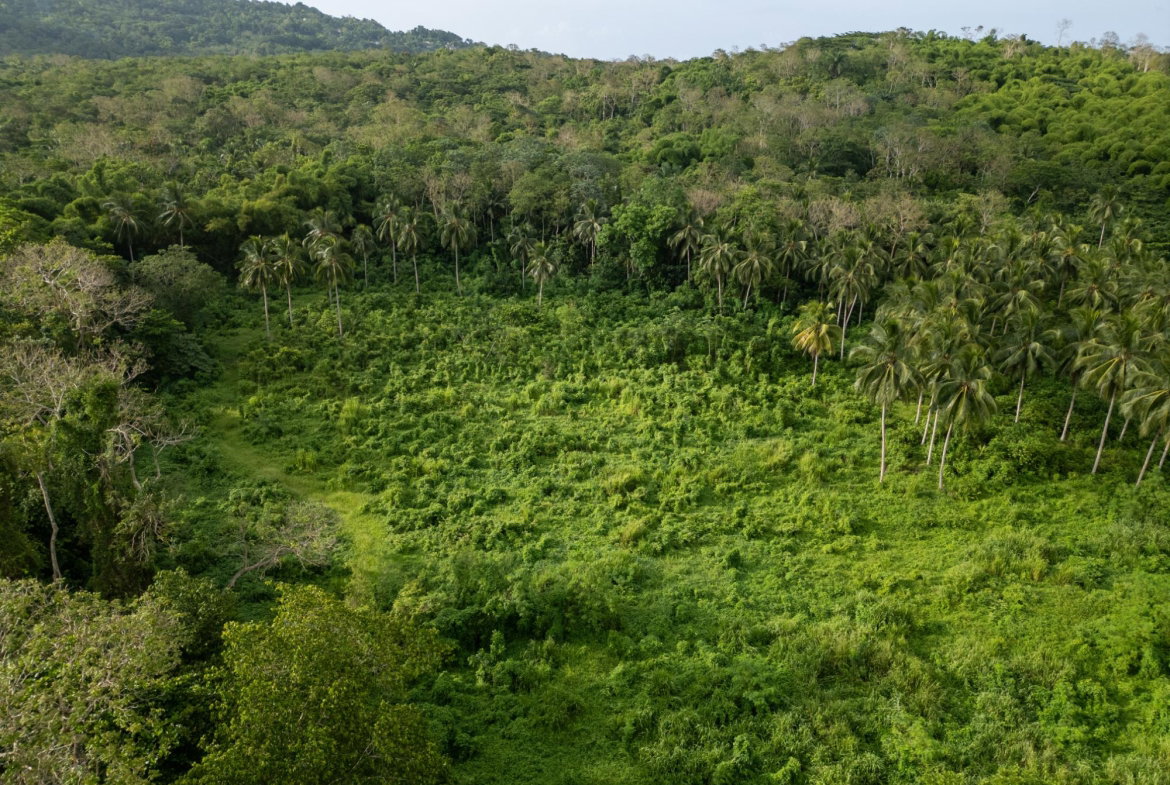 Sixth image of 5 Pemberton Valley in Jacks River, St. Mary, Jamaica - property is For Sale
