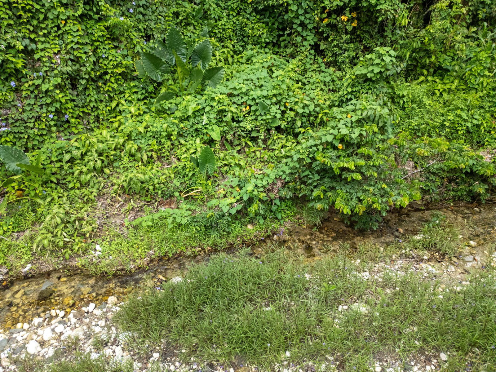 Seventh image of 5 Pemberton Valley in Jacks River, St. Mary, Jamaica - property is For Sale