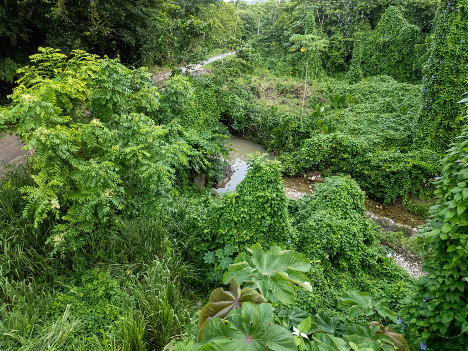 Eighth image of 5 Pemberton Valley in Jacks River, St. Mary, Jamaica - property is For Sale
