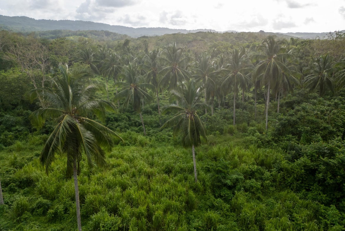 Tenth image of 5 Pemberton Valley in Jacks River, St. Mary, Jamaica - property is For Sale