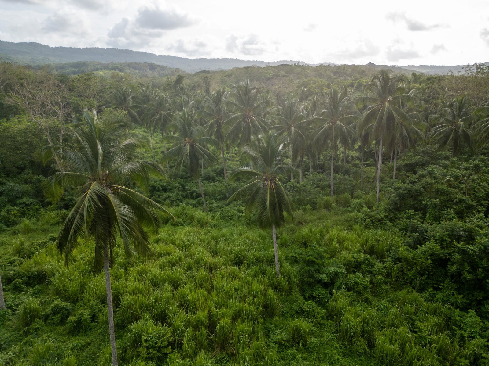 Tenth image of 5 Pemberton Valley in Jacks River, St. Mary, Jamaica - property is For Sale