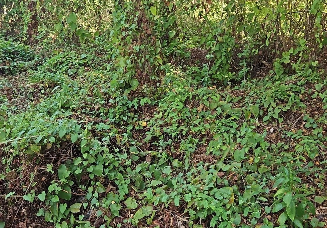 Second image of 111 Limbo Walk in DUNCAN BAY, Trelawny, Jamaica - property is For Sale