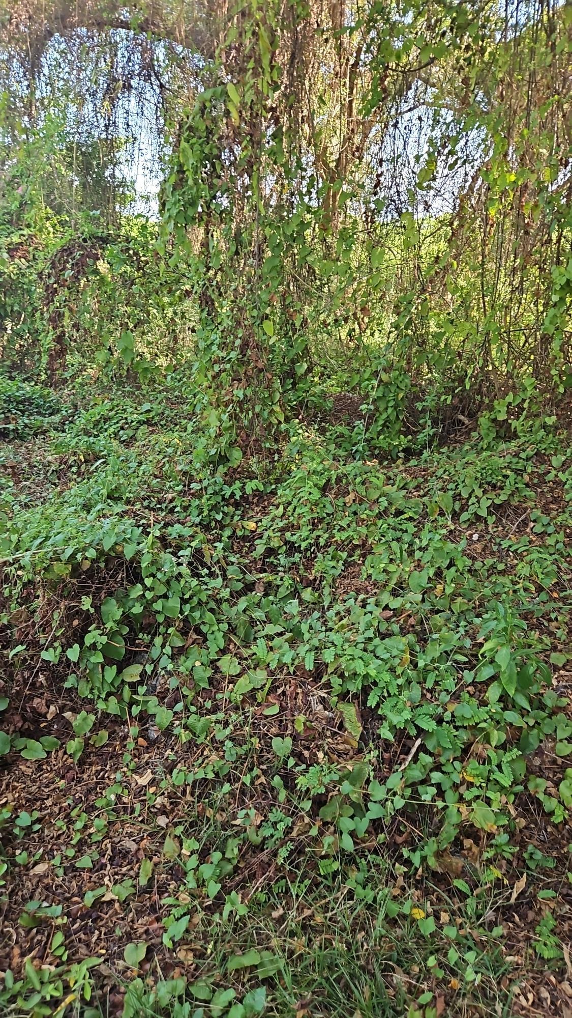 Second image of 111 Limbo Walk in DUNCAN BAY, Trelawny, Jamaica - property is For Sale