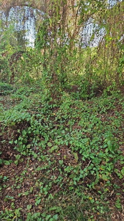 Second image of 111 Limbo Walk in DUNCAN BAY, Trelawny, Jamaica - property is For Sale