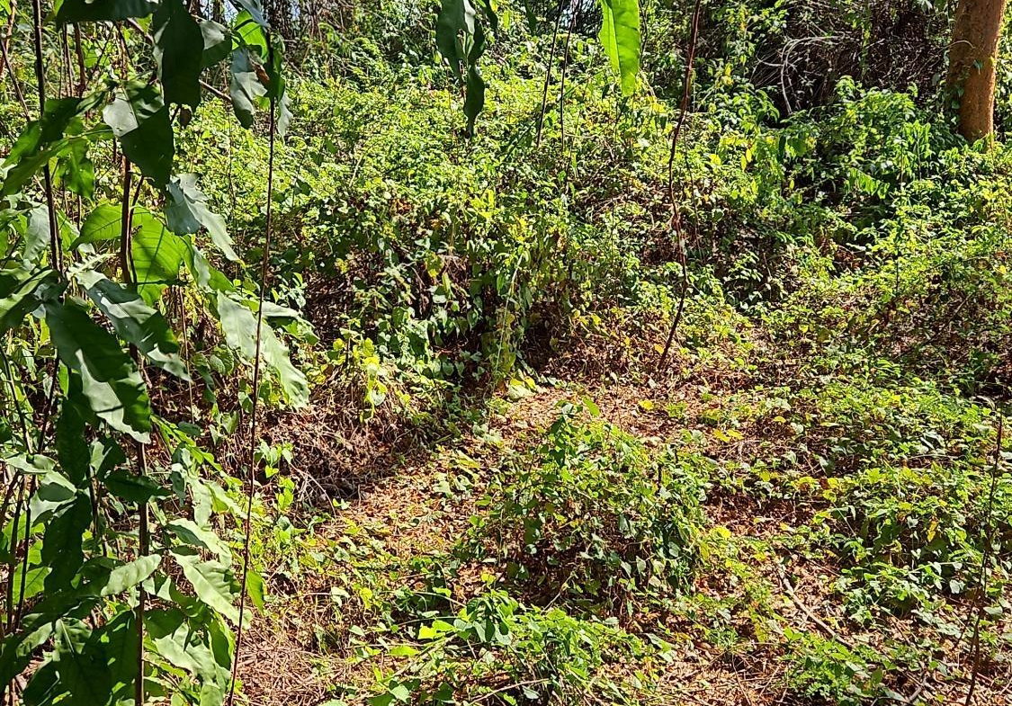Third image of 111 Limbo Walk in DUNCAN BAY, Trelawny, Jamaica - property is For Sale