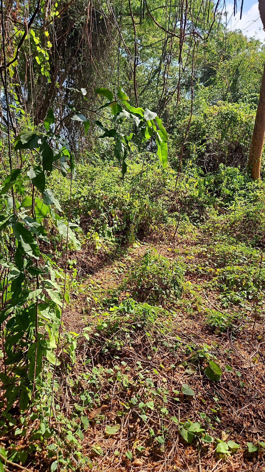Third image of 111 Limbo Walk in DUNCAN BAY, Trelawny, Jamaica - property is For Sale
