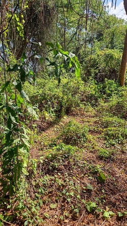 Third image of 111 Limbo Walk in DUNCAN BAY, Trelawny, Jamaica - property is For Sale