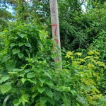 First image of 198 Cardiff Hall in Runaway Bay, St. Ann, Jamaica - property is For Sale