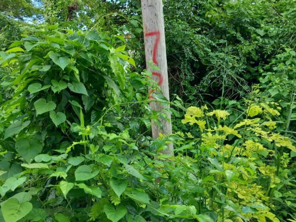 First image of 198 Cardiff Hall in Runaway Bay, St. Ann, Jamaica - property is For Sale