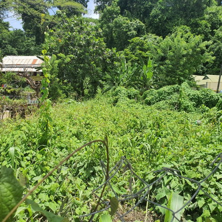 Fifth image of Cressers Lane Lucea in Lucea, Hanover, Jamaica - property is For Sale
