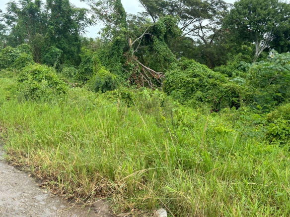 First image of Four Paths/denbigh in Four Paths, Clarendon, Jamaica - property is For Sale