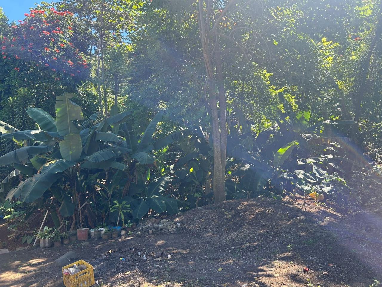Prime-Commercial-Property-for-Sale-in-Mandeville-Jamaica First image of 7 Wesley rd in Mandeville, Manchester, Jamaica - property is For Sale