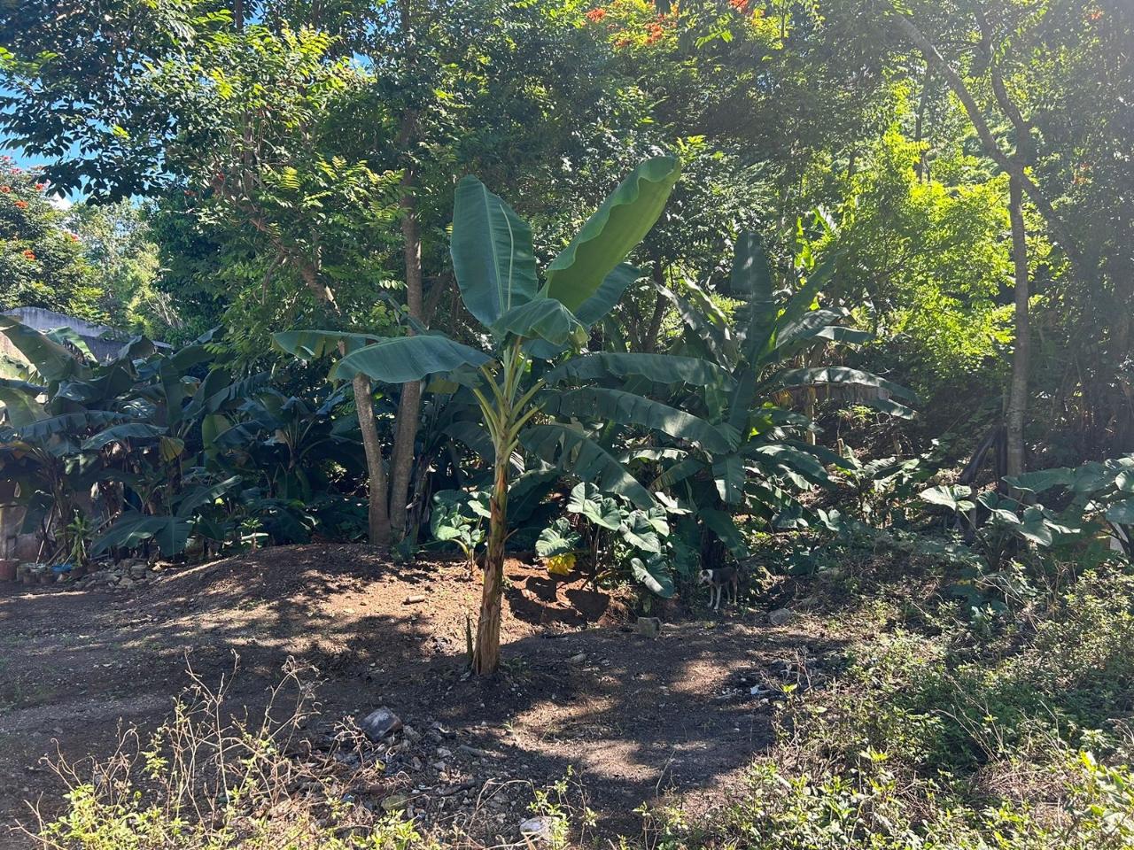 Prime-Commercial-Property-for-Sale-in-Mandeville-Jamaica Sixth image of 7 Wesley rd in Mandeville, Manchester, Jamaica - property is For Sale