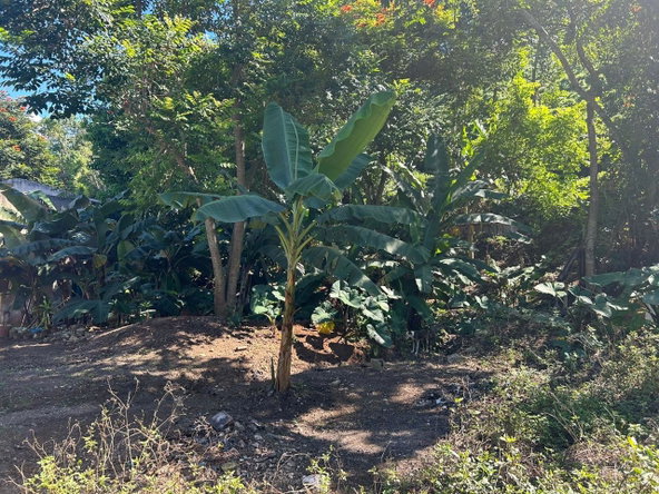 Sixth image of 7 Wesley rd in Mandeville, Manchester, Jamaica - property is For Sale