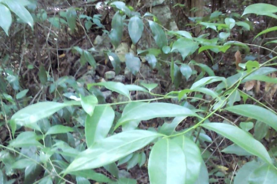 Fourth image of Belle Air in Runaway Bay, St. Ann, Jamaica - property is For Sale