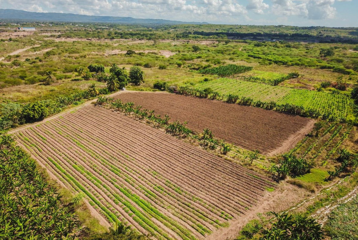 Second image of 14 & 17- Denbigh, Denbigh P.o. Cla in Denbigh, Clarendon, Jamaica - property is For Sale