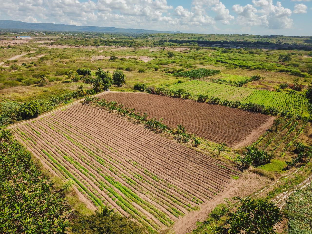 Second image of 14 & 17- Denbigh, Denbigh P.o. Cla in Denbigh, Clarendon, Jamaica - property is For Sale
