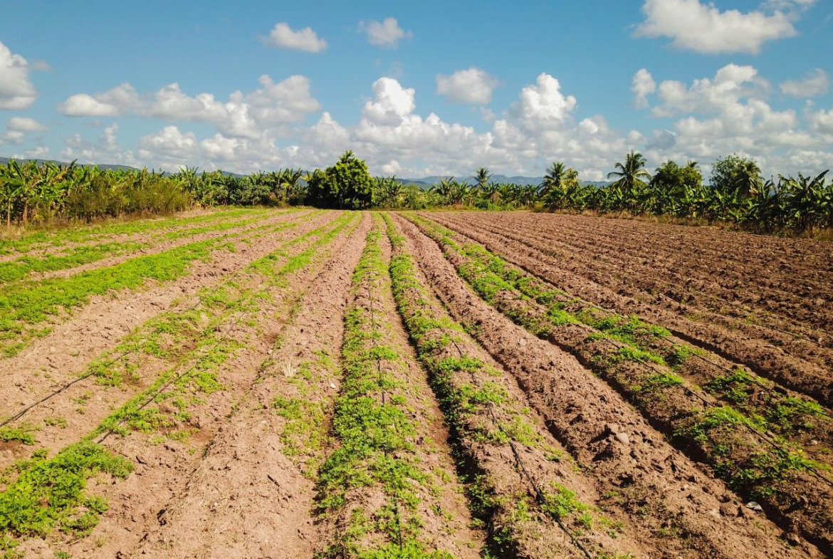 Third image of 14 & 17- Denbigh, Denbigh P.o. Cla in Denbigh, Clarendon, Jamaica - property is For Sale