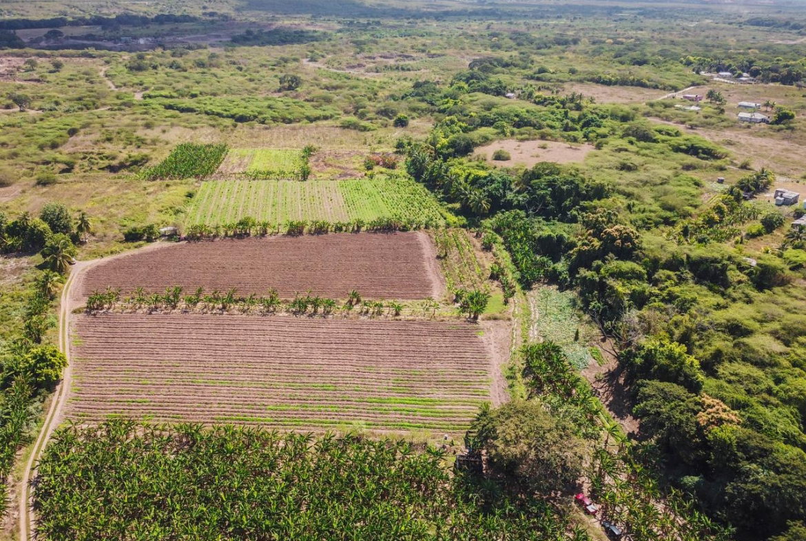 Fifth image of 14 & 17- Denbigh, Denbigh P.o. Cla in Denbigh, Clarendon, Jamaica - property is For Sale