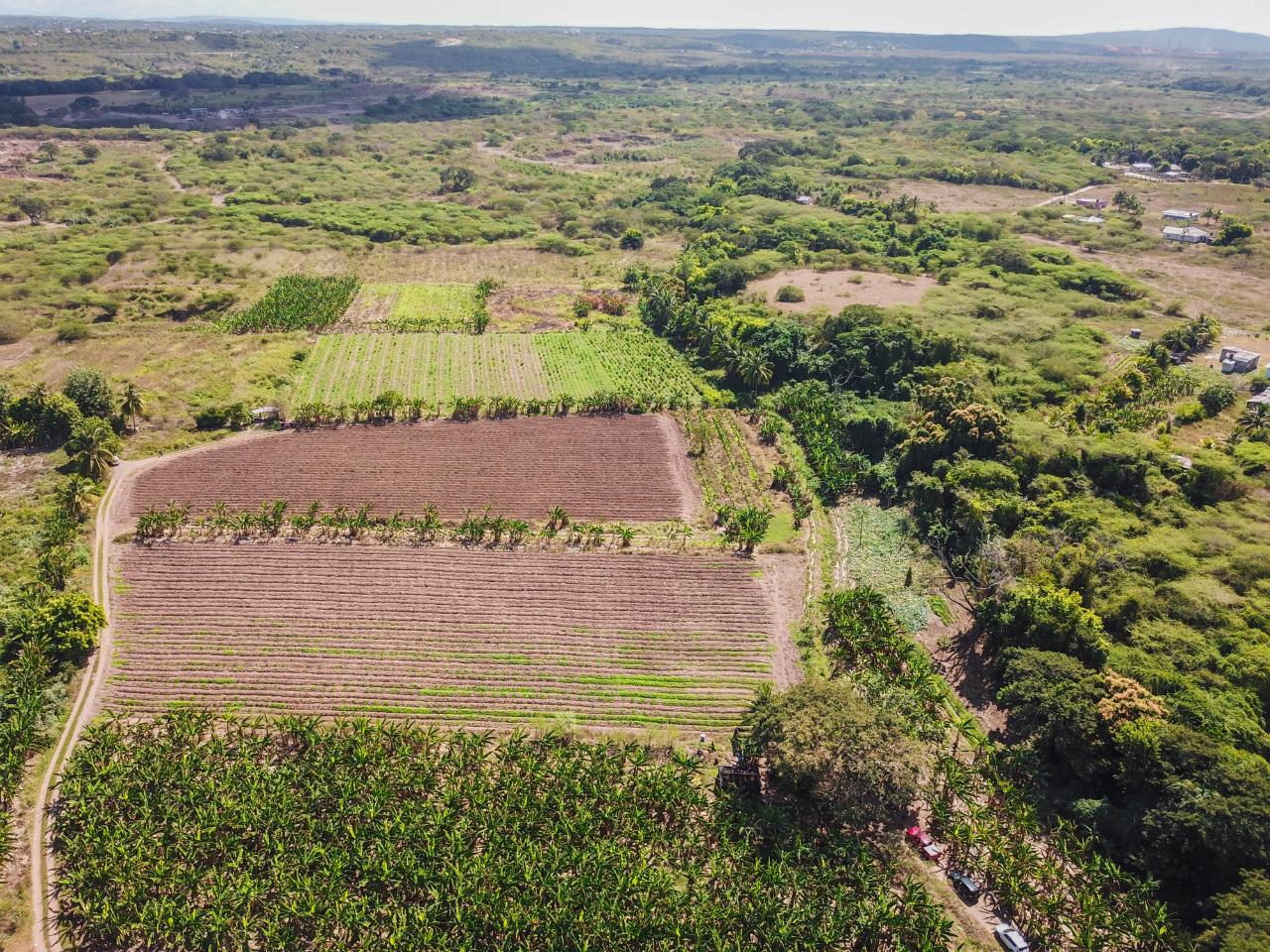 Fifth image of 14 & 17- Denbigh, Denbigh P.o. Cla in Denbigh, Clarendon, Jamaica - property is For Sale